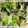 Emiii28's cooksnap of when they made 豆苗と青梗菜の蒸し炒め.