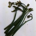 hinakinho's cooksnap of when they made シャッキリ・あく抜きわらび.