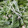あっこ☆料理は自由's cooksnap of when they made 水菜とツナのサラダ.