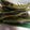 クックXX837M☆'s cooksnap of when they made そら豆まんま焼き.