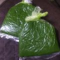 クックぽん69's cooksnap of when they made 春の恵☆ よもぎペースト.