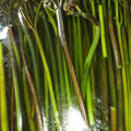 クックKA7VXA☆'s cooksnap of when they made ワラビのアク抜きと塩蔵保存.
