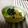 68歳パパ爺's cooksnap of when they made ねぎのぬた（辛子麦みそがけ）.