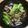 くまちーこ's cooksnap of when they made ✩アヒージョの残りオイルで1品✩温野菜.