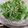 kotohime00's cooksnap of when they made 水菜とツナのサラダ.