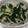 ＊こけこっこ＊'s cooksnap of when they made ほうれん草とじゃこの白だし大根おろし和え.
