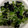 はに333's cooksnap of when they made かいわれと韓国海苔のナムル.