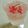 shimaru's cooksnap of when they made 雨女考案！おうちdeできるお花見ドリンク.