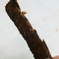 ちょここぁ's cooksnap of when they made 材料2つ♪パンの耳で簡単チョコラスク.