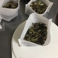 ちちちさと's cooksnap of when they made 身体に良い(´ω`)ヨモギ茶♫.
