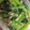 yoga_run's cooksnap of when they made 小松菜のツナマヨ和え.