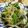 低カロ探検隊's cooksnap of when they made アスパラ菜ともやし♪胡麻味噌レモン和え♪.