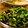 saki1010's cooksnap of when they made 旨い! ほうれん草とワカメのお浸し.
