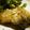 maruru-nn's cooksnap of when they made 簡単！塩麹漬けカレイの唐揚げ.