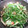 きょんきき's cooksnap of when they made 水菜ときのこの梅にんにく炒め.