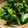 キキとノア's cooksnap of when they made 菜の花のからし和え.