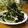 sayokoさん's cooksnap of when they made 豆苗のナムル.