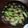 クックZ4AQ75☆'s cooksnap of when they made シンプル★鶏肉とチンゲン菜の塩炒め.