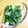 ほがら's cooksnap of when they made ♡旨々♡小松菜の塩レモンオリーブ和え♡.