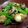 ちゃちゃまる26's cooksnap of when they made 簡単！ベビーホタテのガーリックバター炒め.