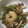 きなこだるま's cooksnap of when they made スナップえんどうとエビのバター炒め.