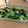 kuriyopi's cooksnap of when they made 野菜嫌いな旦那も（笑）小松菜ごま油炒め.