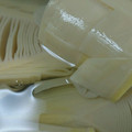 はるさくあおちゃん's cooksnap of when they made 筍のアク抜き…圧力鍋で！なんか簡単〜♪.