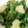 wnemu801's cooksnap of when they made 菜の花の和え物.