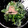 Marmo's cooksnap of when they made 菜の花の茹で方と保存〜和え物２種.