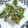 やっちーさん's cooksnap of when they made うどの天ぷら.