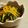 maruru-nn's cooksnap of when they made 春菊と人参の胡麻和え.