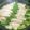 クックE9TA9U☆'s cooksnap of when they made 産後11Kダイエットお野菜くるくる巻美鍋.