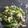 クックDAOELB☆'s cooksnap of when they made 【使いきり】さやいんげんのチーズ和え.