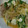 miyarobo's cooksnap of when they made 水菜の卵炒め♪簡単.