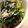 rin_rin_5's cooksnap of when they made 梅と大葉のさっぱり鶏丼.