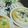 ｺﾛﾆｬﾝ's cooksnap of when they made 簡単！じゃこトースト.