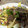 brenandyu's cooksnap of when they made キャベツと豚肉のオイスターソース炒め.