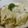 低カロ探検隊's cooksnap of when they made ひらひら大根とシーチキンのクリーム煮.