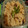 クックBNQ5PD☆'s cooksnap of when they made きのこの炊き込みご飯.