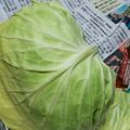 ﾋﾟﾛﾐ♡'s cooksnap of when they made 試して実感！キャベツの保存法.