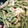 クックPVG170☆'s cooksnap of when they made たらの芽の炒め物.