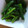 クックOYTSP1☆'s cooksnap of when they made 会津伝統野菜　荒久田茎立の洋風おひたし.