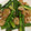 けんけん0801's cooksnap of when they made 簡単！海老とアスパラの塩炒め。弁当にも。.