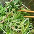 ☆みーい☆'s cooksnap of when they made 水菜とツナのサラダ.