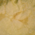 ねいじゅママ's cooksnap of when they made 甘さ控え目！もちもちクレープ生地.