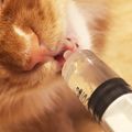 クックFJ5BNF☆'s cooksnap of when they made 猫ちゃんの水分補給用に★ささみスープ.
