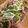 クックLCJ3F8☆'s cooksnap of when they made マヨラーが好む味！簡単イカ料理！.
