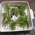 よちりん's cooksnap of when they made 春の味☆こごみとこしあぶらの天ぷら.