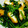 クック64OY6U☆'s cooksnap of when they made ほうれん草といか天のめんつゆ和え.