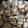 lulu88's cooksnap of when they made アサリ、ほうれん草としめじの白ワイン蒸し.